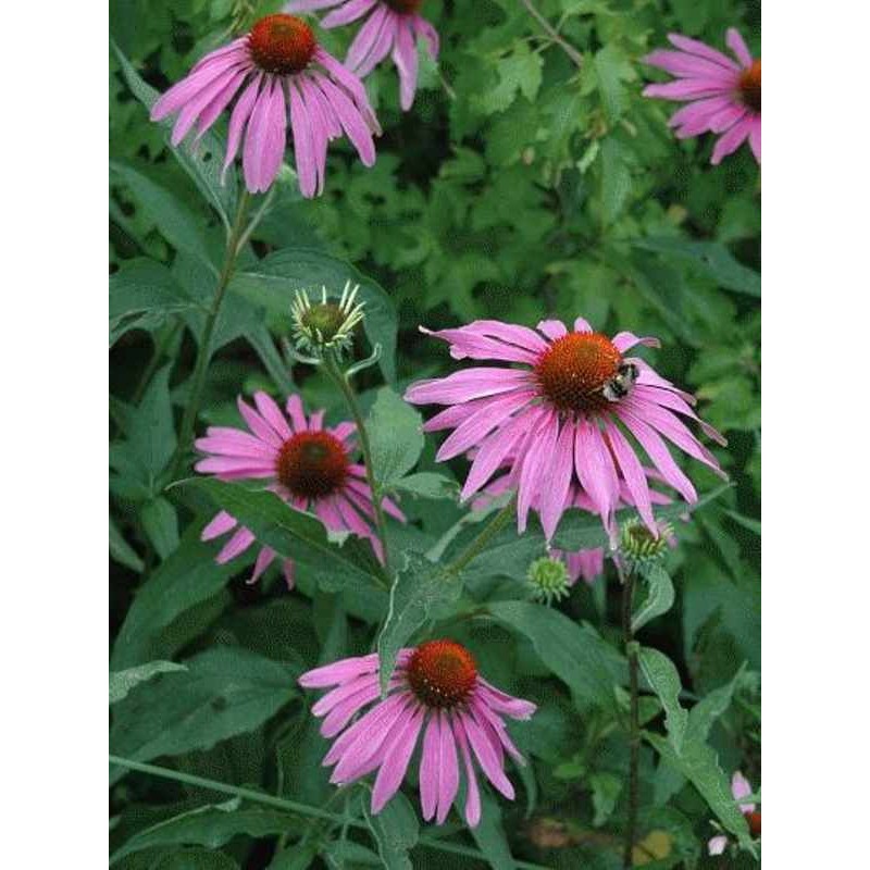 Echinacea purpurea