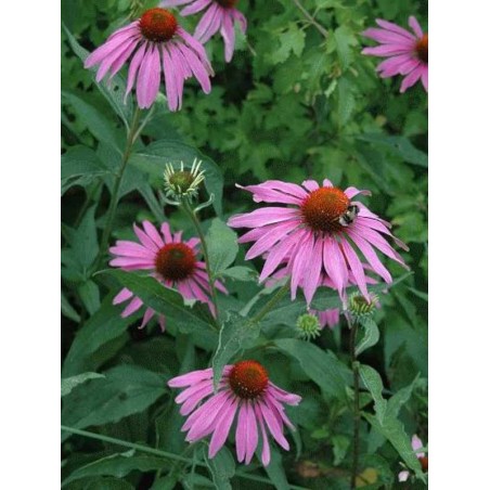 Echinacea purpurea Echinacea purpurea