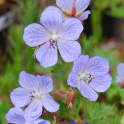 Geranium pratense 'Mrs Kendall Clark'