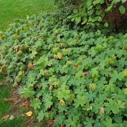 Geranium macrorrhizum 'Ingwersen's Variety'