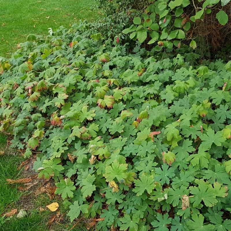 Geranium macrorrhizum 'Ingwersen's Variety' Geranium macrorrhizum 'Ingwersen's Variety'