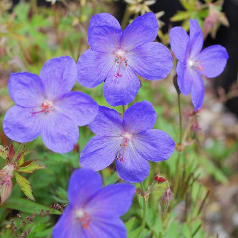 Geranium x 'Johnson's Blue' Geranium x 'Johnson's Blue'