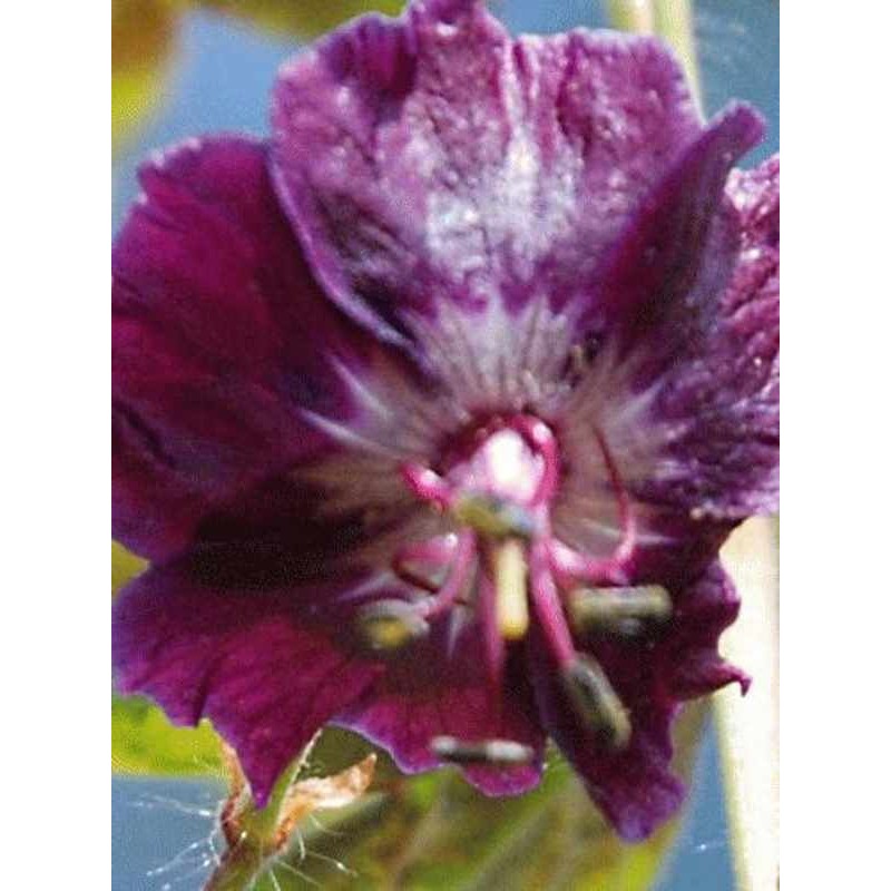 Geranium phaeum 'Samobor'