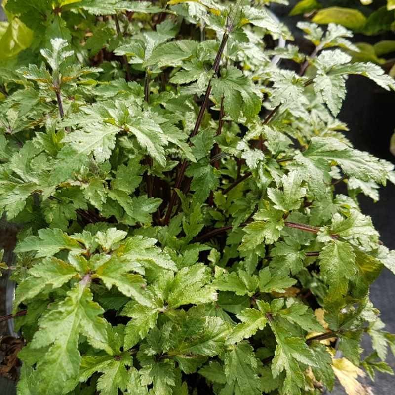 Artemisia lactiflora 'Guizhou Group' Artemisia lactiflora 'Guizhou Group'