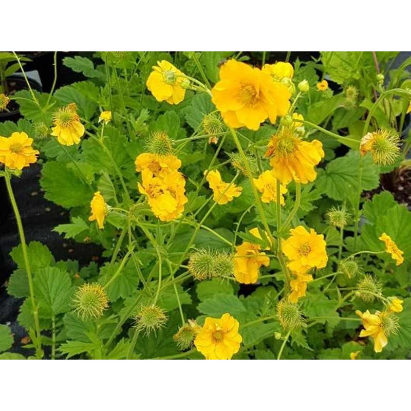 Geum 'Lady Stratheden'