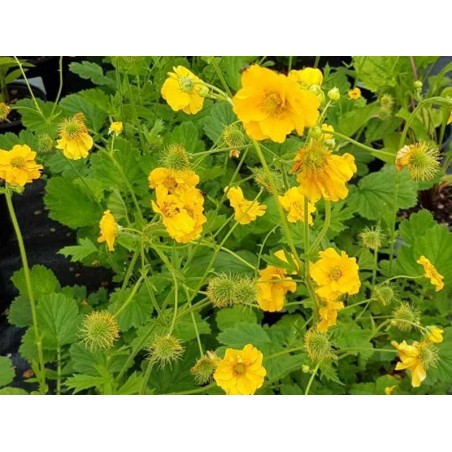 Geum 'Lady Stratheden'