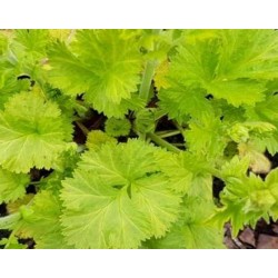 Geum 'Sunkissed Lime'