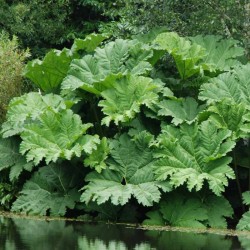 Gunnera manicata