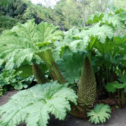 Gunnera manicata