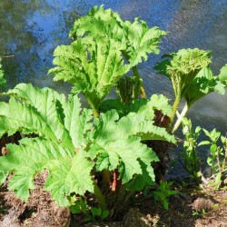 Gunnera manicata