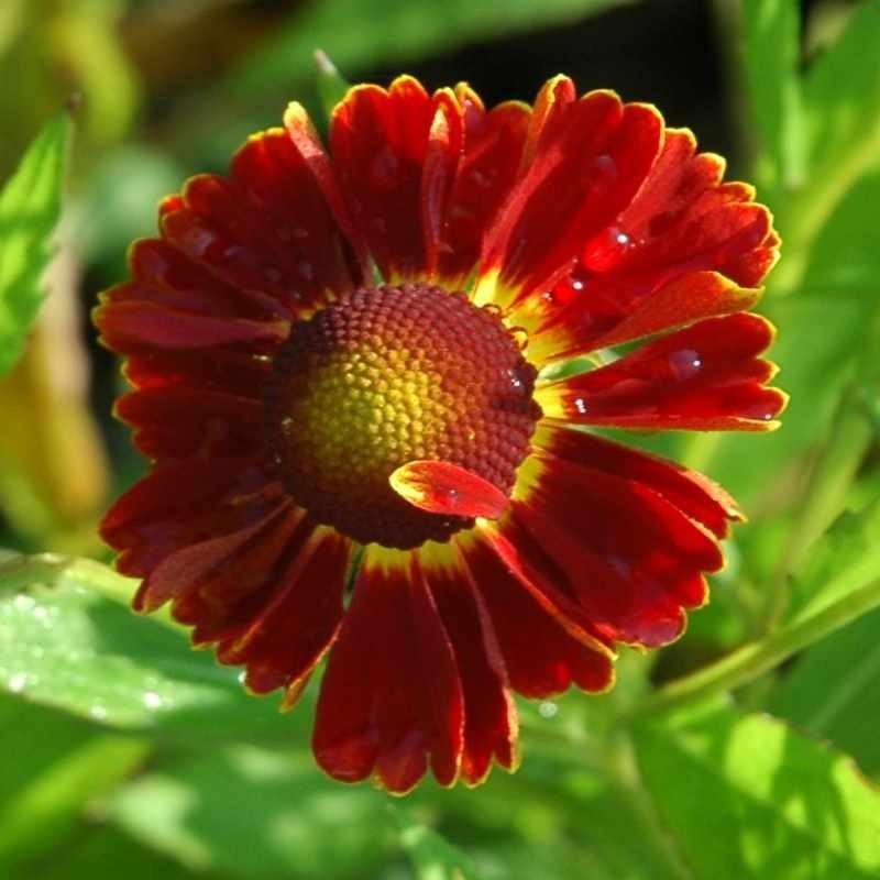 Helenium 'Moerheim Beauty'