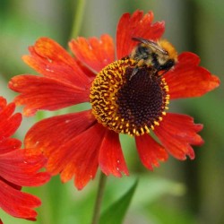 Helenium 'Moerheim Beauty'