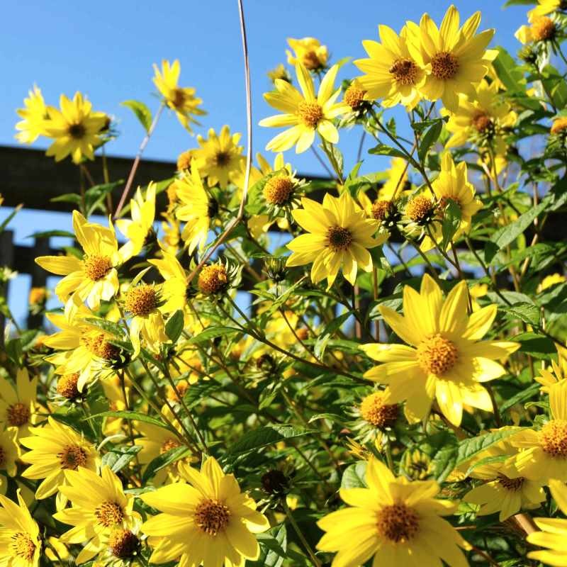 Helianthus 'Lemon Queen' Helianthus 'Lemon Queen'