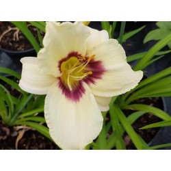 Hemerocallis 'Pandora's Box'