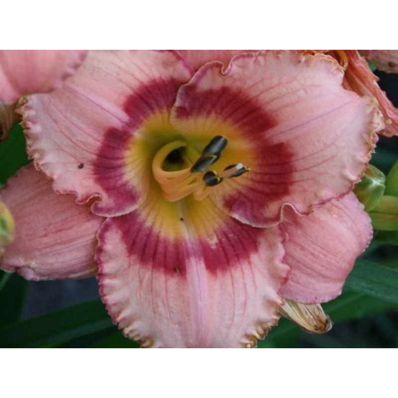 Hemerocallis 'Strawberry Candy' Hemerocallis 'Strawberry Candy'