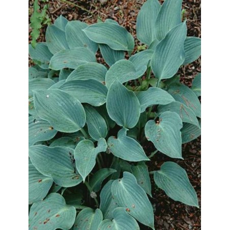 Hosta 'Halcyon'