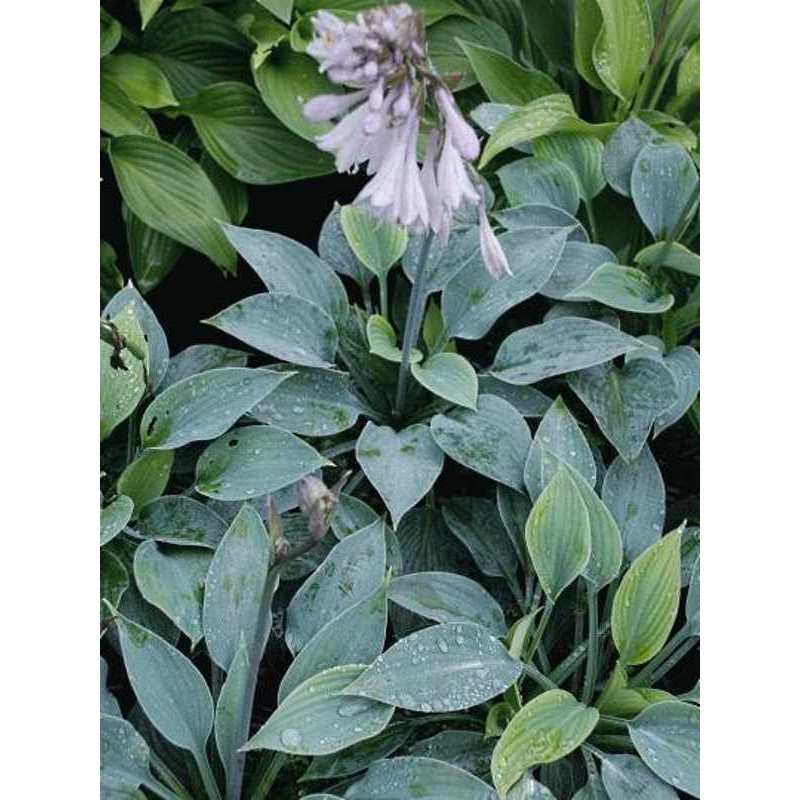 Hosta 'Halcyon'