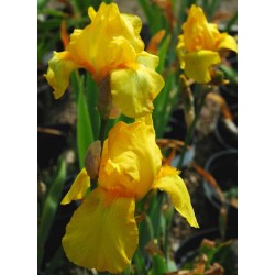 Iris 'Ola Kala'