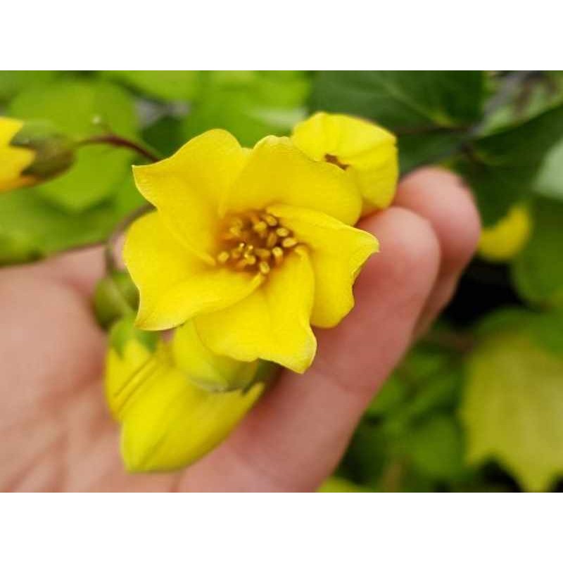 Kirengeshoma palmata Kirengeshoma palmata