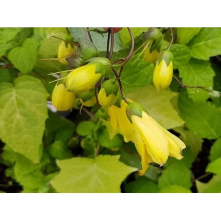 Kirengeshoma palmata