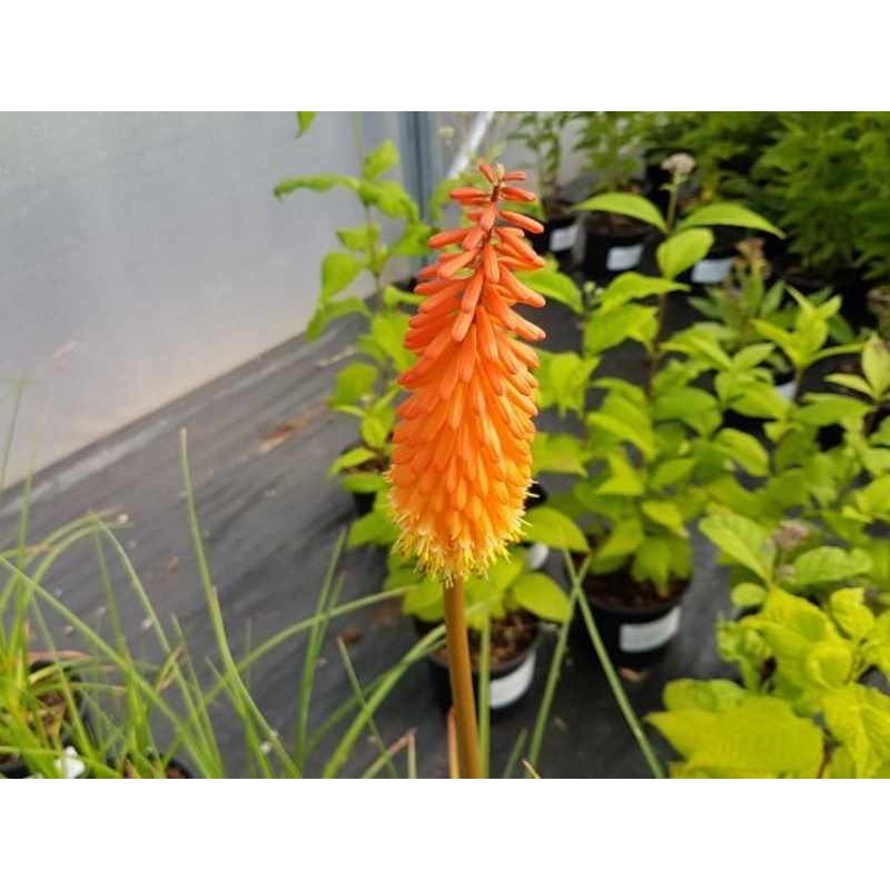 Kniphofia 'Alcazar' Kniphofia 'Alcazar'