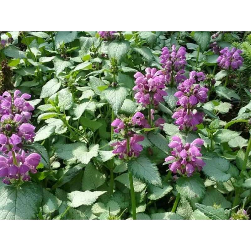 Lamium maculatum 'Beacon Silver'