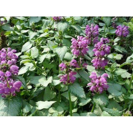 Lamium maculatum 'Beacon Silver' Lamium maculatum 'Beacon Silver'