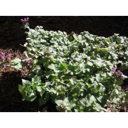 Lamium maculatum 'Beacon Silver'