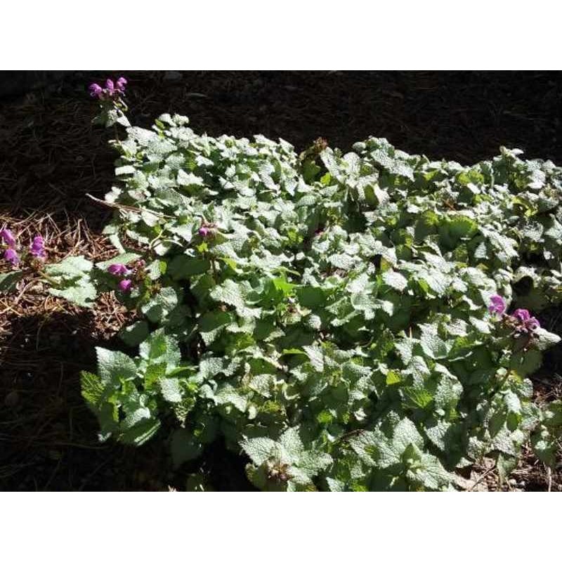 Lamium maculatum 'Beacon Silver'