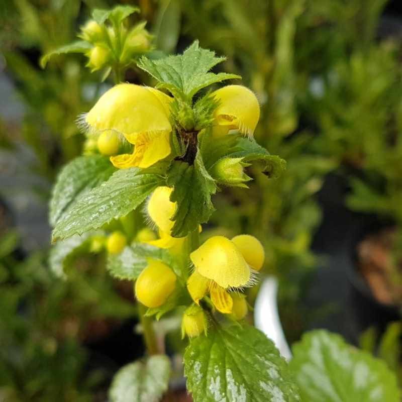 Lamium galeobdolon 'Florentinum' Lamium galeobdolon 'Florentinum'