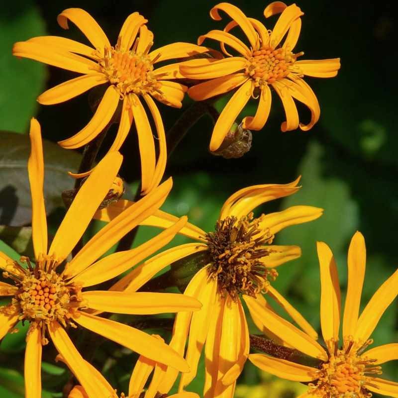 Ligularia dentata 'Desdemona'