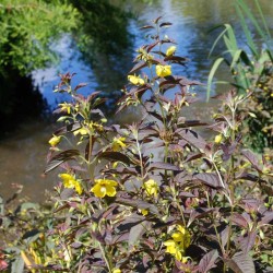 Lysimachia ciliata 'Firecracker' - growing by pond