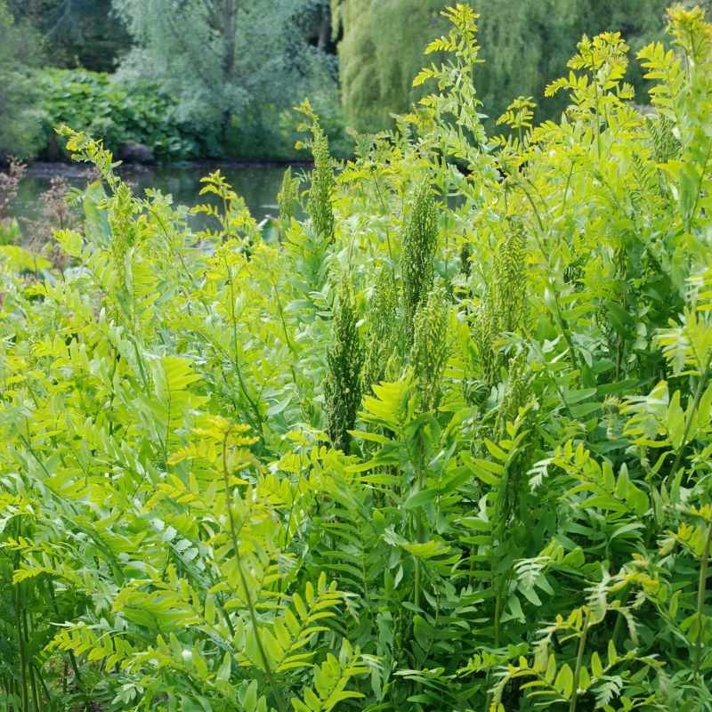 Osmunda regalis