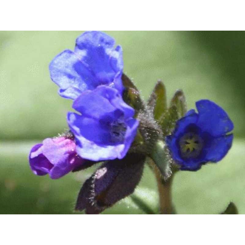 Pulmonaria 'Mawson's Blue' Pulmonaria 'Mawson's Blue'