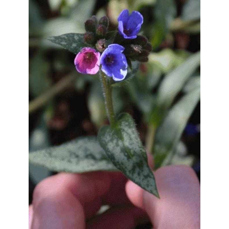 Pulmonaria x 'Samourai' Pulmonaria x 'Samourai'