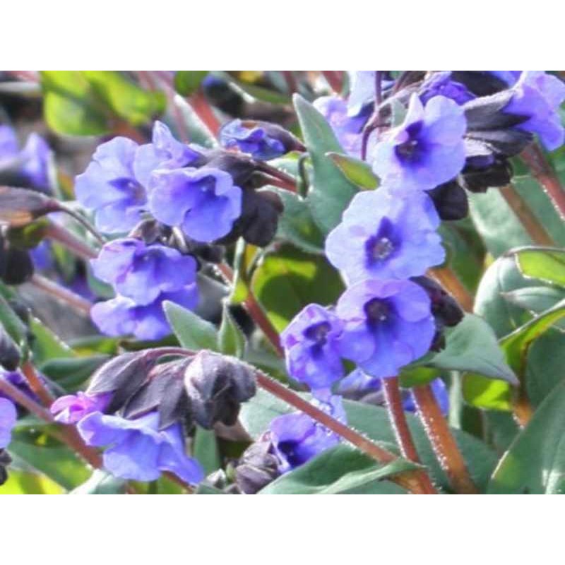 Pulmonaria 'Blue Ensign' - spring flowers Pulmonaria 'Blue Ensign' - spring flowers