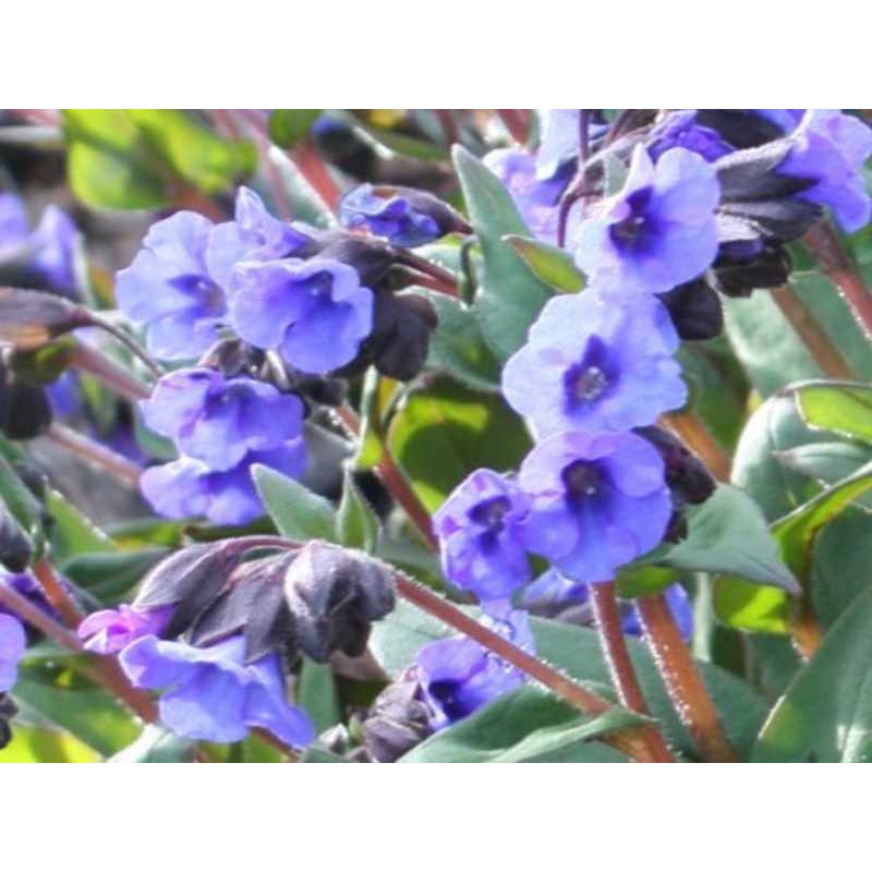 Pulmonaria 'Blue Ensign' - spring flowers