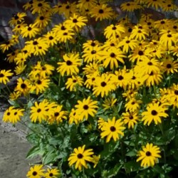 Rudbeckia fulgida var deamii