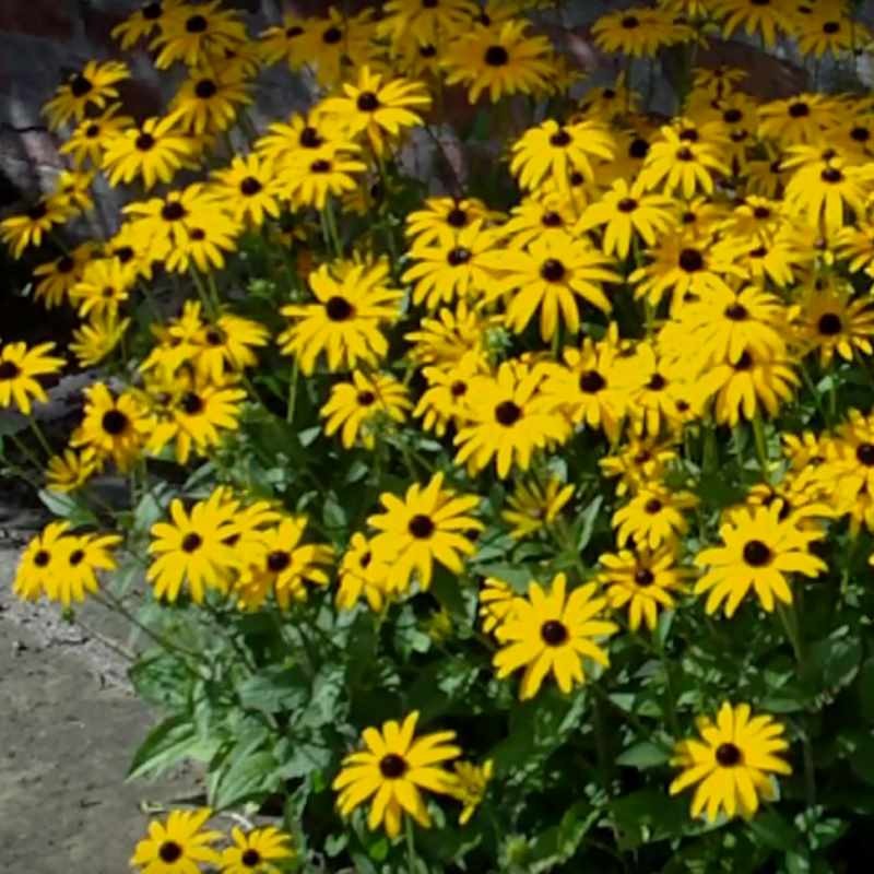 Rudbeckia fulgida var deamii