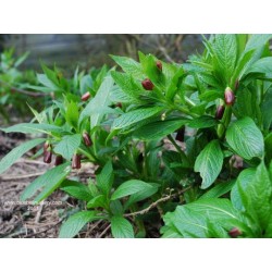 Scopolia carniolica