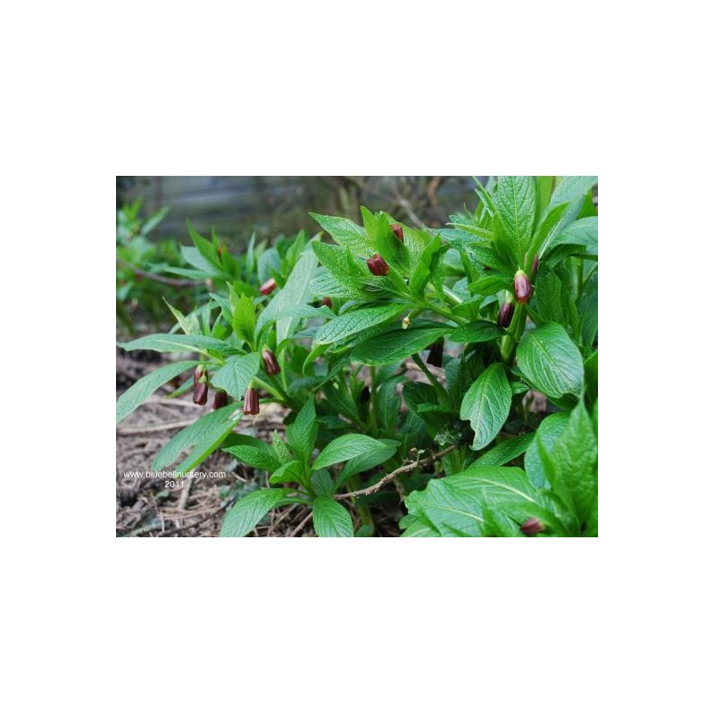 Scopolia carniolica Scopolia carniolica