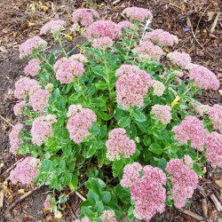 Sedum 'Herbstfreude Group'