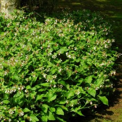 Symphytum 'Hidcote Blue'