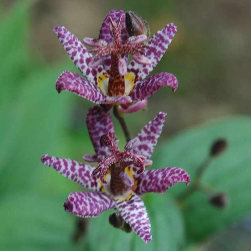 Tricyrtis formosana stolonifera