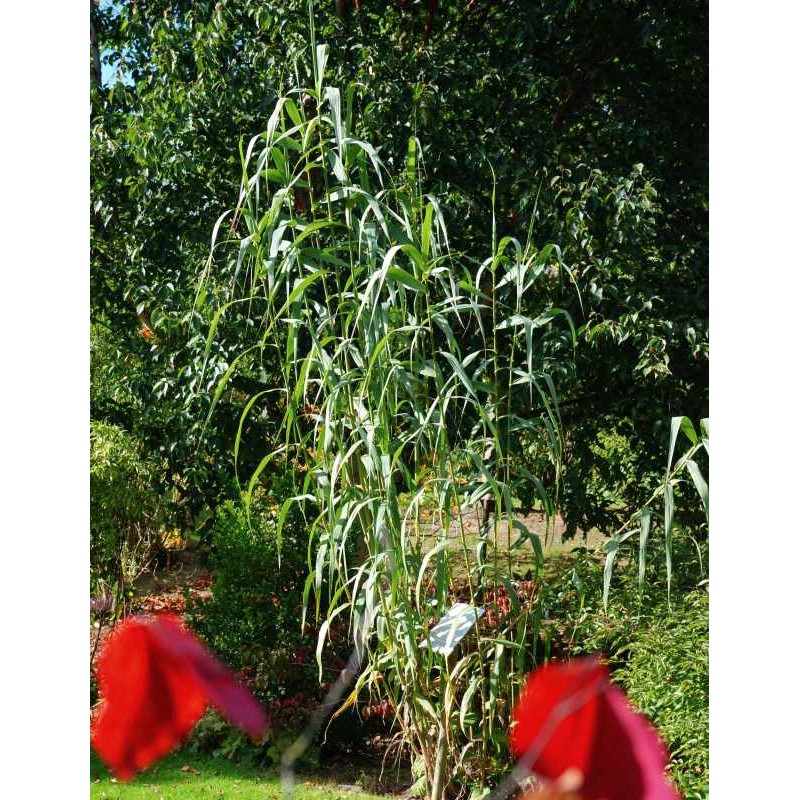 Arundo donax - established specimen approx 8 - 10 ft tall