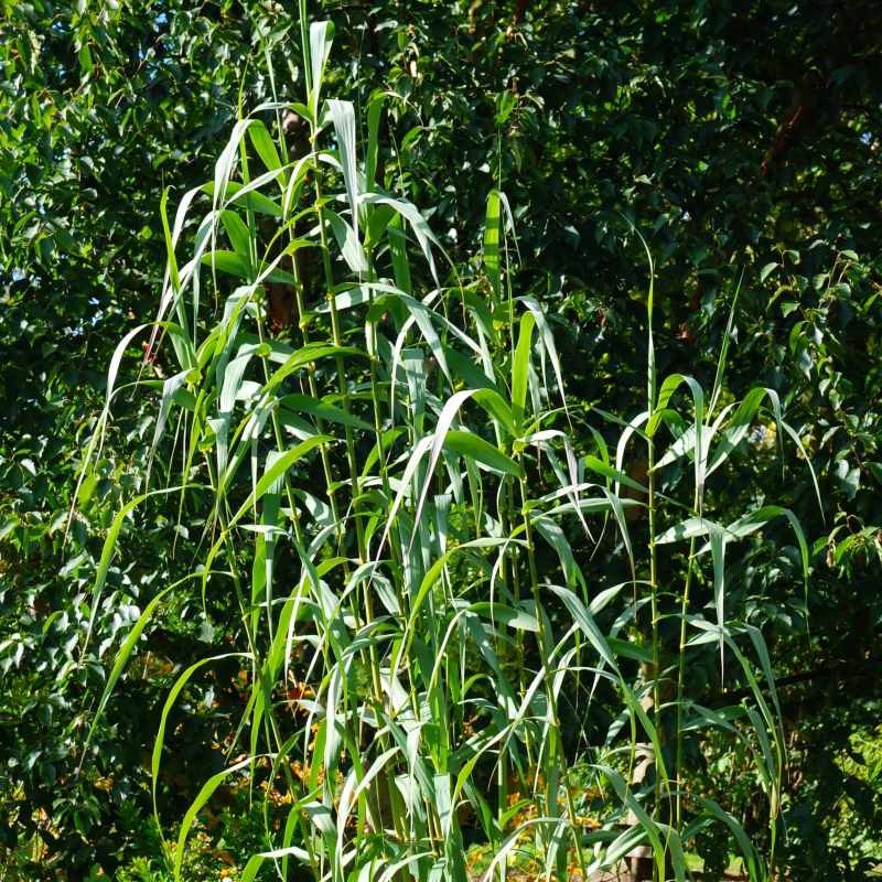 Arundo donax