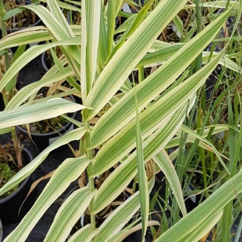 Arundo donax var versicolor