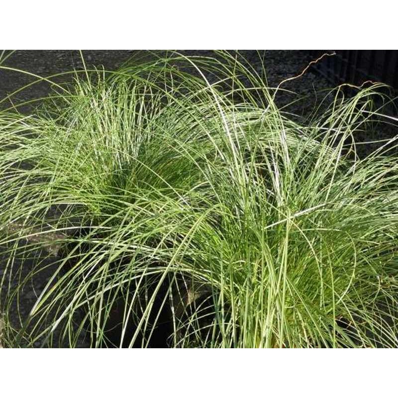 Carex comans 'Amazon Mist' Carex comans 'Amazon Mist'