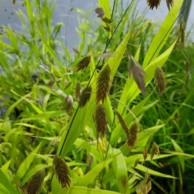 Chasmanthium latifolium