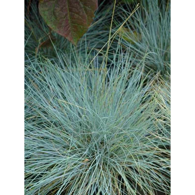 Festuca glauca 'Elijah Blue'